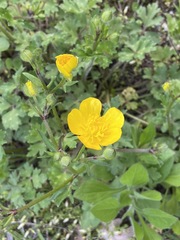 Ranunculus bulbosus aleae