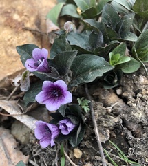 Physochlaina physaloides