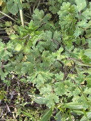 Ranunculus bulbosus aleae