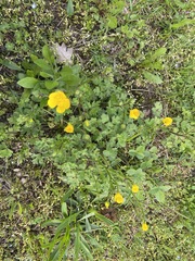 Ranunculus bulbosus aleae