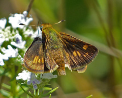 Polites peckius