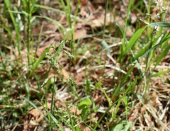 Anthoxanthum glabrum