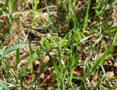 Anthoxanthum glabrum