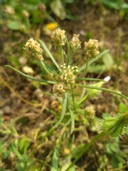 Plantago afra