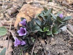 Physochlaina physaloides