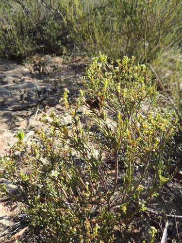 Image of Diosma aspalathoides by (c) Jacques van der Merwe, some rights reserved (CC BY-SA)