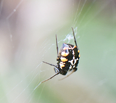 Hypsosinga lithyphantoides