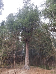 Pinus sibirica