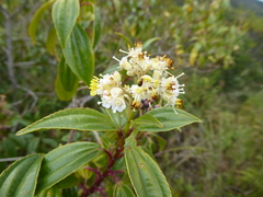 Miconia crocea