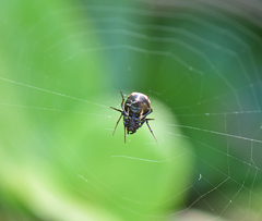 Hypsosinga lithyphantoides