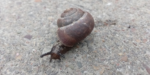 Fruticicola schrenckii