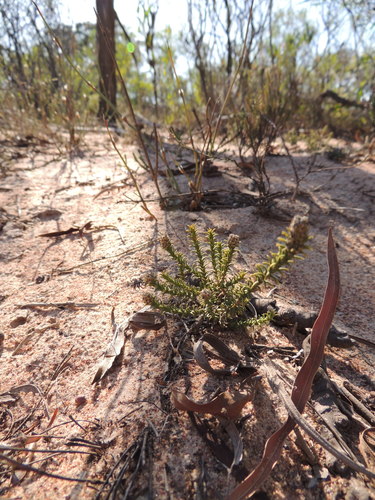 Image of Phylica thunbergiana by (c) Jacques van der Merwe, some rights reserved (CC BY-SA)