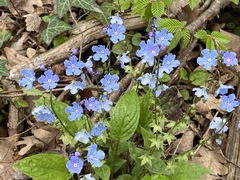 Omphalodes cappadocica