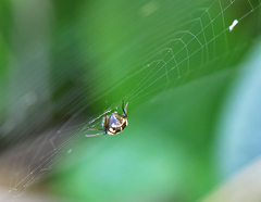 Hypsosinga lithyphantoides