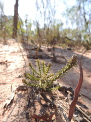 Phylica thunbergiana