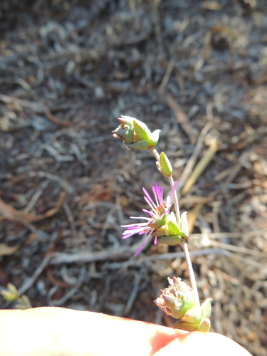 Spreading Spoonfig (Erepsia patula)