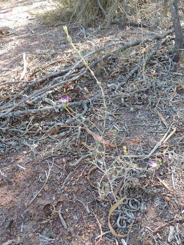 Image of Spreading Spoonfig (Erepsia patula) by (c) Jacques van der Merwe, some rights reserved (CC BY-SA)