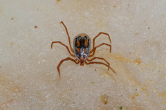 Ixodes vespertilionis