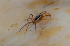 Ixodes vespertilionis