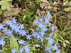 Omphalodes cappadocica