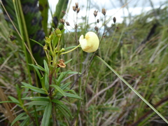 Calceolaria hyssopifolia