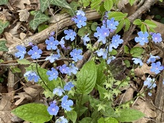Omphalodes cappadocica
