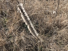 Liatris punctata mucronata