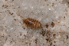 Chaetophiloscia cellaria