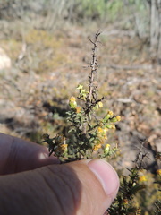Marasmodes trifida