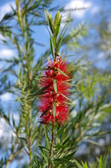 Melaleuca viminalis viminalis