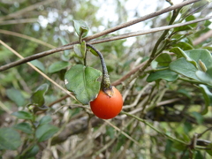 Solanum siphonobasis
