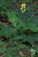Cephalanthera falcata