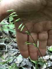 Melica mutica