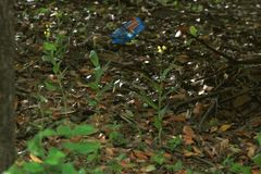 Cephalanthera falcata