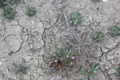Limonium companyonis