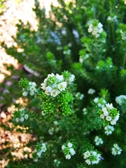 Phylica ericoides ericoides