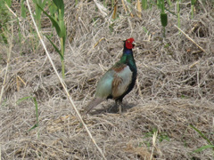 Phasianus versicolor