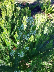 Phylica ericoides ericoides