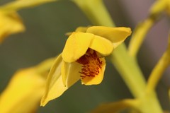 Eulophia odontoglossa