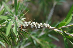 Melaleuca viminalis viminalis