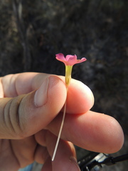 Oxalis eckloniana-nidulans