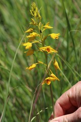 Eulophia odontoglossa