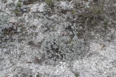 Artemisia hololeuca