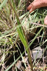 Eulophia odontoglossa