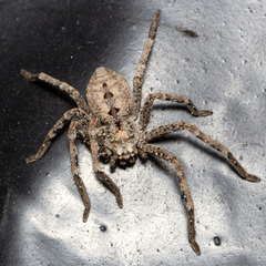 Parapalystes lycosinus