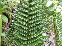 Polystichum orbiculatum