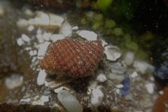 Nucella squamosa