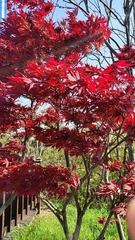 Acer palmatum