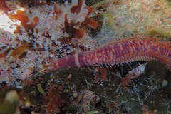 Eunicidae