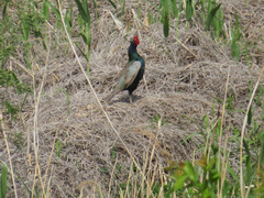 Phasianus versicolor